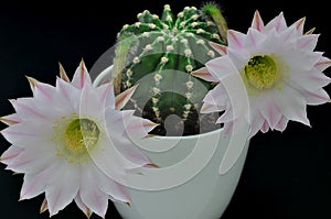 Queen of the night cactus with Blossoms