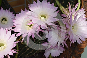 queen of the night cactus with many flowers