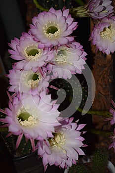 queen of the night cactus with many flowers just starting to open