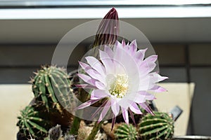 Queen of the night cactus, one pink flower open, one still closed and many small plants