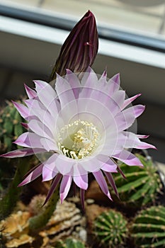 Queen of the night cactus, one pink flower wide open, one still closed
