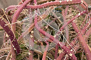 Queen of the night cactus or Selenicereus Grandiflorus in Zurich in Switzerland