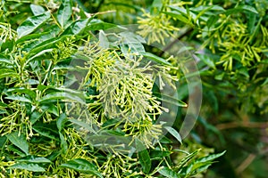 A beautiful flower plant - Night Blooming Jasmine or Raat ki Raani