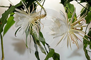 The queen of the night; Dama de Noche; Epiphyllum oxypetalum Species of cactus, plant produces night-blooming, fragrant, photo