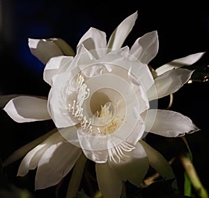 Queen Of The Night Or Epiphyllum Oxypetalum