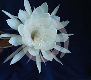 Queen Of The Night Or Epiphyllum Oxypetalum photo