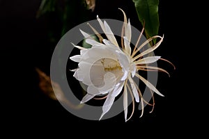 The Queen of the Night Epiphyllum oxypetalum Cactus plant, night blooming, with charming, bewitchingly fragrant, photo