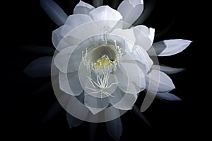 Queen of the night flower