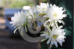 Queen of the Night Flower in Bloom