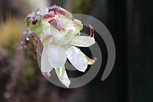 Queen of the Night Flower in Bloom