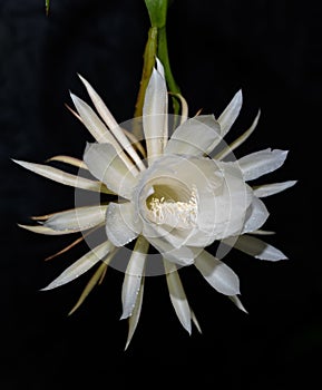 Queen of the night flower isolated against a black background. The beautiful scented white flower only blooms at night