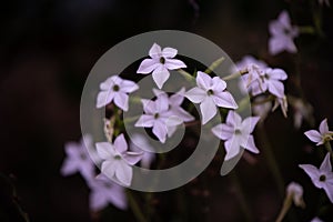 The queen of the night flower. Nicotiana alata night plant in the garden