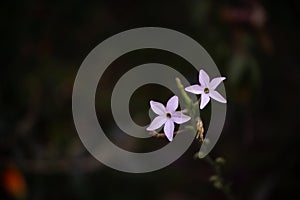 The queen of the night flower. Nicotiana alata night plant in the garden