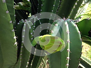 Queen of the Night Night-blooming Cereus Cactus Plant Blossoming in Florida.