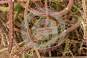 Queen of the night or Selenicereus Grandiflorus Cactus in Zurich in Switzerland