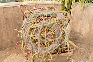 Queen of the night or Selenicereus Grandiflorus Cactus in Zurich in Switzerland