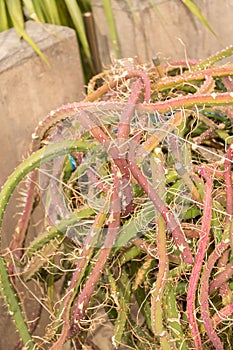 Queen of the night or Selenicereus Grandiflorus Cactus in Zurich in Switzerland