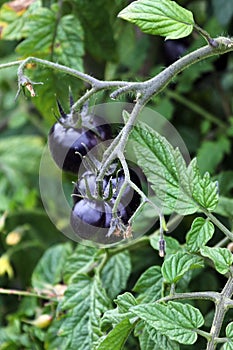 Queen of the Night, a sort of black tomato in a garden