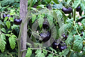 Queen of the Night, a sort of black tomato in a garden