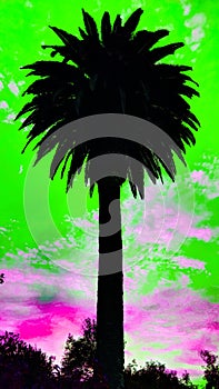Queen Palm abstract Color #5. Encinitas California.