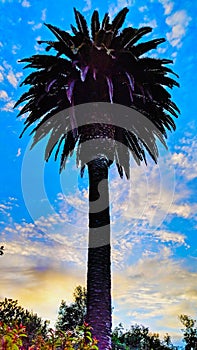 Queen Palm abstract Color #4. Encinitas California.