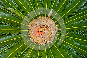 Queen Palm (Cycas circinalis)