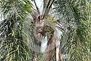 Queen Palm, Syagrus romanzoffiana also known as Cocos plumosa photo