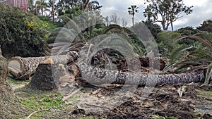 Queen Palm Tree Cut Encinitas California.