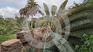 Queen Palm tree grove cut April 25, 2024 Moonlight Beach Encinitas California