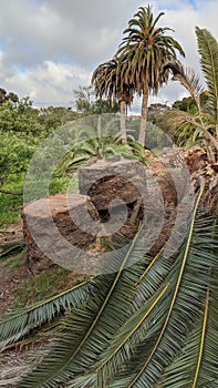 Queen Palm tree grove cut April 25, 2024 Moonlight Beach Encinitas California