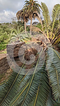 Queen Palm tree grove cut April 25, 2024 Moonlight Beach Encinitas California