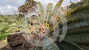 Queen Palm tree grove cut April 25, 2024 Moonlight Beach Encinitas California