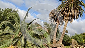 Queen Palm tree grove cut April 25, 2024 Moonlight Beach Encinitas California