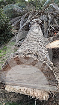 Queen Palm tree grove cut April 25, 2024 Moonlight Beach Encinitas California