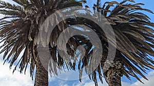 Queen Palm tree grove cut April 25, 2024 Moonlight Beach Encinitas California