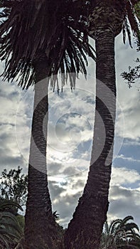 Queen Palm tree grove cut April 25, 2024 Moonlight Beach Encinitas California