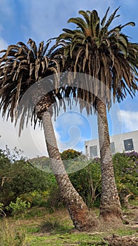 Queen Palm tree grove cut April 25, 2024 Moonlight Beach Encinitas California