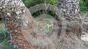 Queen Palm tree grove cut April 25, 2024 Moonlight Beach Encinitas California