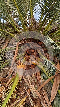 Queen Palm tree grove cut April 25, 2024 Moonlight Beach Encinitas California