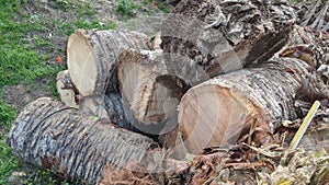 Queen Palm tree grove cut April 25, 2024 Moonlight Beach Encinitas California