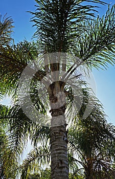 Queen palm trees, Syagrus romanzoffiana, Rio photo
