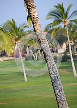 Queen palms in golf club near Waikoloa