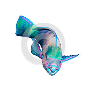 Queen Parrotfish isolated on white background, Red Sea. Colorful bright tropical fish. Underwater photo, side view, close-up