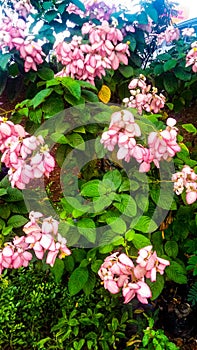 Queen of philippines flower background pattern