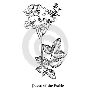 Queen of the Prairie flowers. Medicinal plant