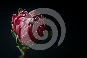 Queen Protea Flower Macro on Black Background photo