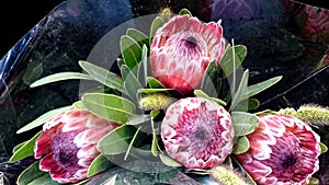 Queen Protea, protea magnifica