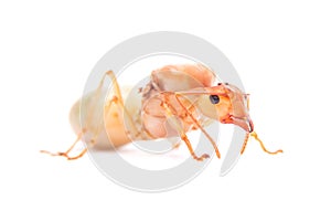 Queen Red Ant. Queen isolated on white background