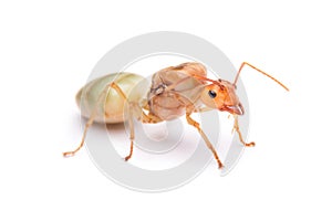 Queen Red Ant. Queen isolated on white background