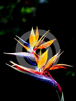 Queen's bird-of-paradise